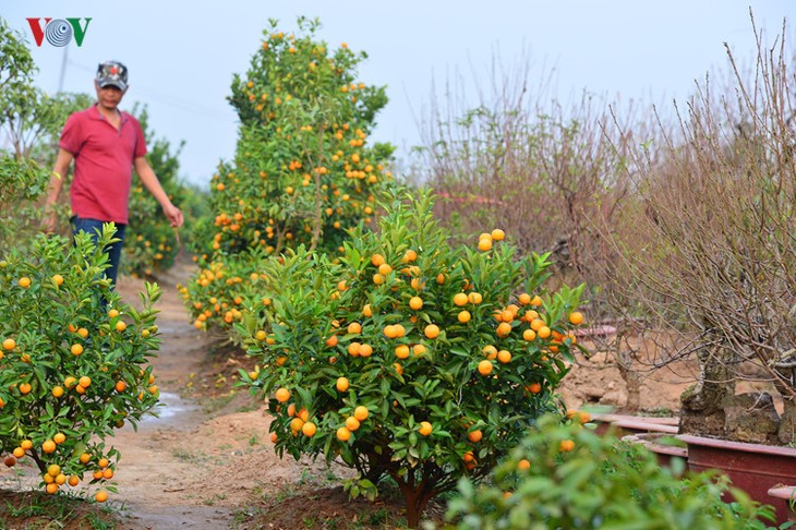 Peach blossoms bloom early in Nhat Tan flower village - ảnh 10